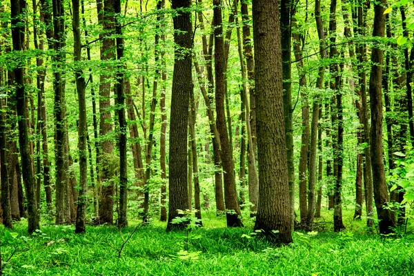 Глубоководный лес — стоковое фото