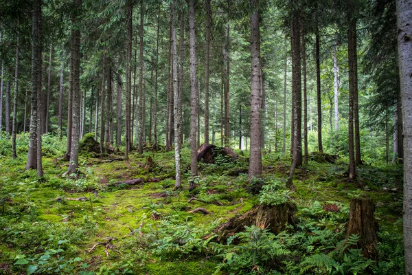 Forêt de mousse profonde — Photo