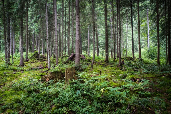 Djupa mossan skog — Stockfoto