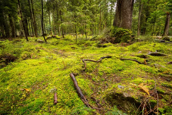 Derin moss orman — Stok fotoğraf