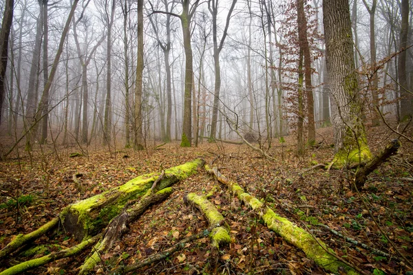 Derin moss orman — Stok fotoğraf