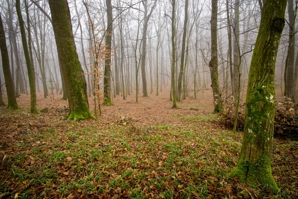 深い苔の森 — ストック写真