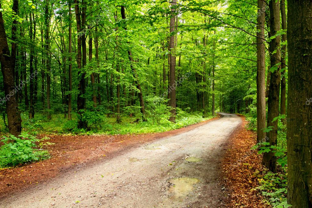 Deep moss forest Stock Photo by ©Maraha 109926584
