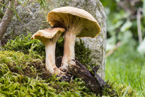 Mushrooms on moss in forest