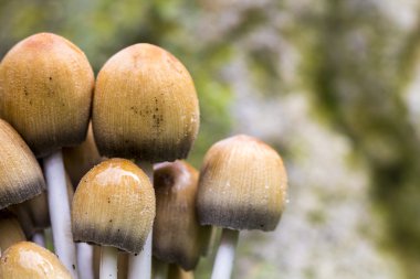 Orman yosun tarihinde mantarlar