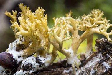 İzlanda yosun. closeup makro