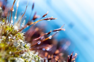 Yosun çiçek ile soyut, renkli kompozisyon