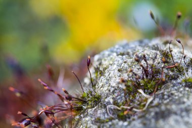Yosun çiçek ile soyut, renkli kompozisyon