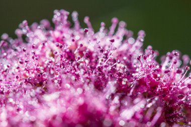 Makroyu oluşturan küçük çiçekler kapatın