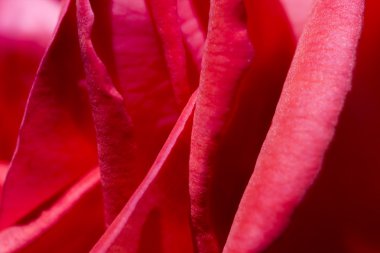 Gül yaprağı makro