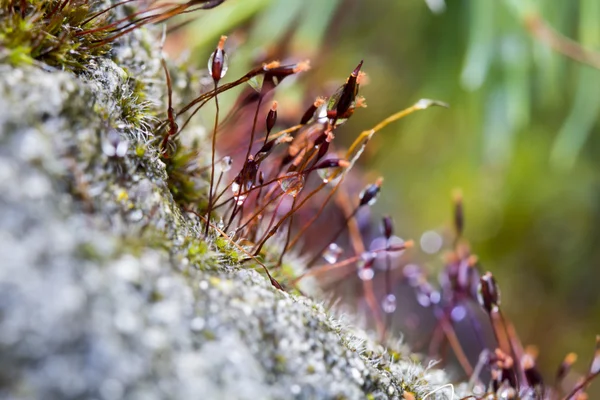 Composición abstracta y colorida con flores de musgo — Foto de Stock