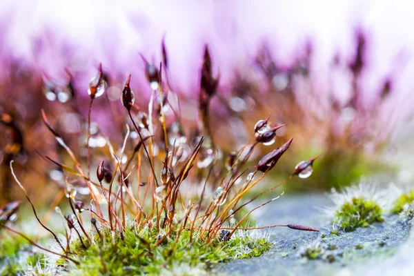 Composición abstracta y colorida con flores de musgo — Foto de Stock