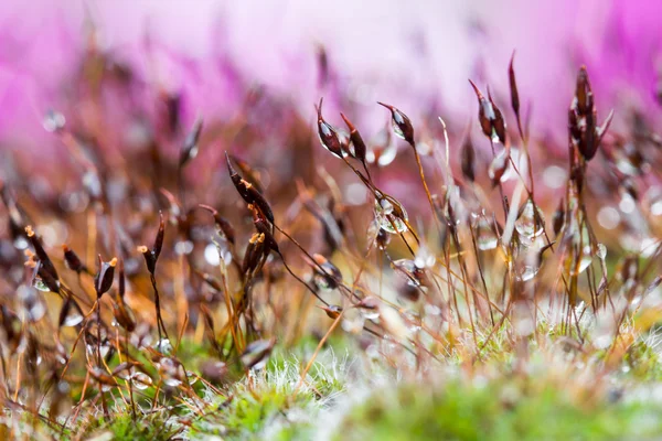 Composición abstracta y colorida con flores de musgo — Foto de Stock