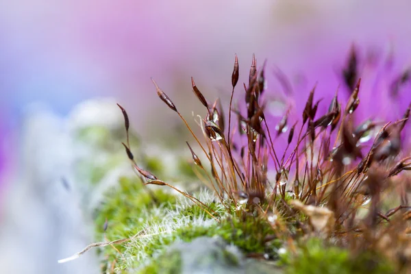 Composición abstracta y colorida con flores de musgo — Foto de Stock