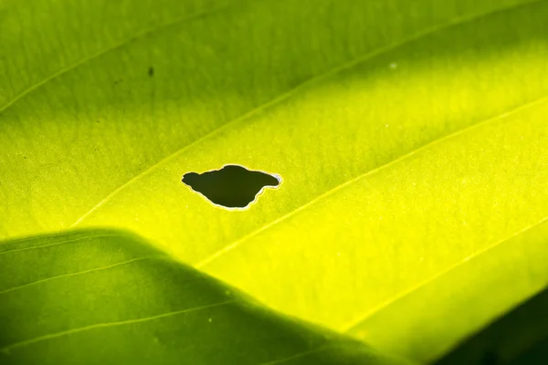 Foglia con un foro vicino macro — Foto Stock