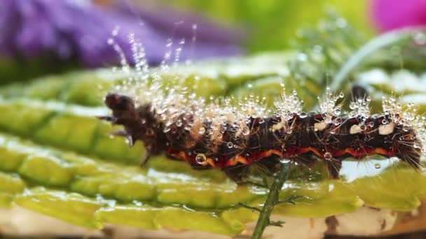 Caterpillar on green leaf close up macro — Stock Video