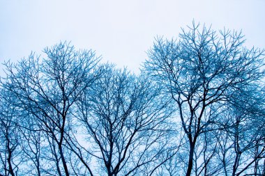 Frosy ağaçlarda kış günü