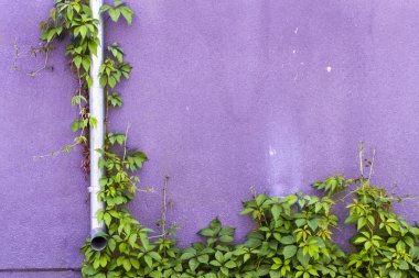 duvarda bitki