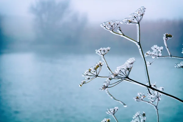 Frosty plant in winter day
