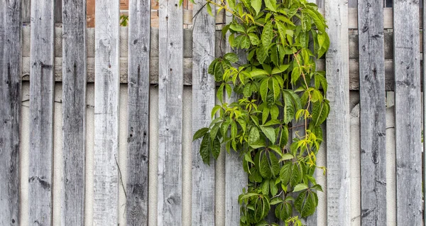 Pared de madera con botones Coat —  Fotos de Stock