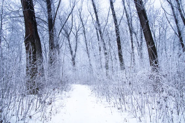 Frosy trees in could winter day