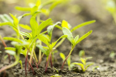 tohum çimlenme büyüme orman içine