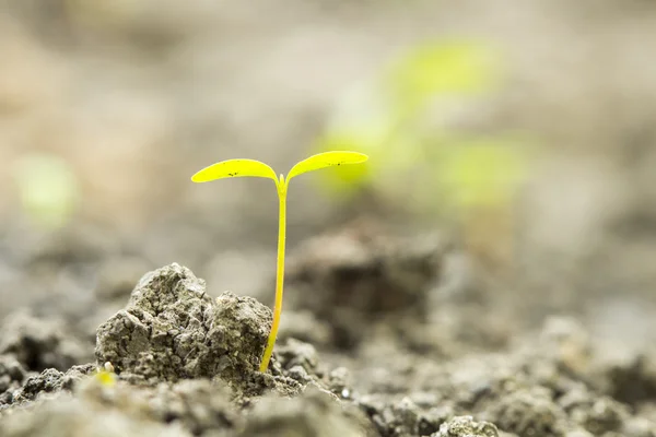 tohum çimlenme büyüme orman içine