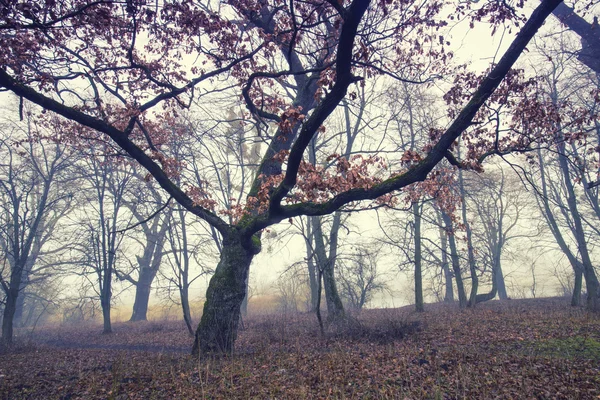Szlak przez tajemniczy ciemny Las stary we mgle. Jesienny poranek — Zdjęcie stockowe