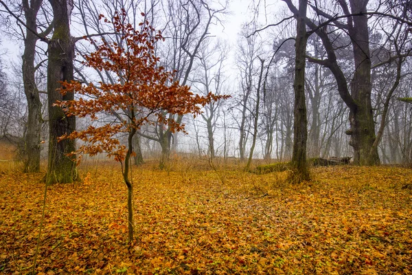 Caminhe por uma misteriosa floresta velha e escura no nevoeiro. Manhã de outono — Fotografia de Stock