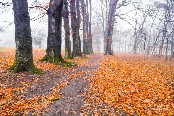 Parcourez une mystérieuse forêt sombre dans le brouillard. Matin d'automne — Photo