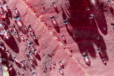 Su damlası yağmur sonra kırmızı gül yaprağı üzerinde