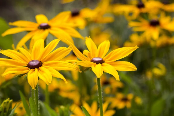 Parlak sarı rudbeckia ya da Siyah Gözlü Susan çiçekleri bahçede