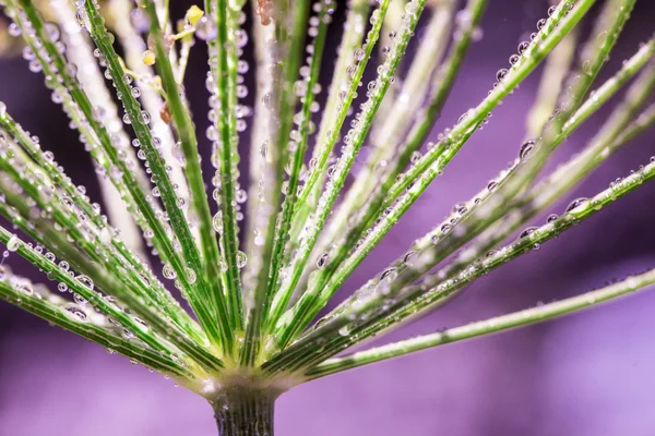 Flor de endro verde (funcho). Fundo verde com gotas — Fotografia de Stock