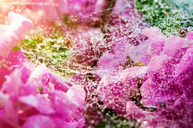 örümcek ağı ile çiçek su damla ve yapraklar