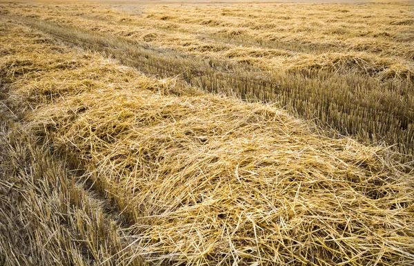 Golden wheat field in sunny day background — Stock Photo, Image