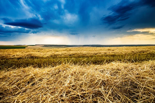 Golden hvede felt med blå storm himmel i baggrunden før regn - Stock-foto