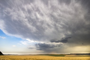 Mavi fırtına gökyüzü yağmur önce arka planda alanıyla altın buğday