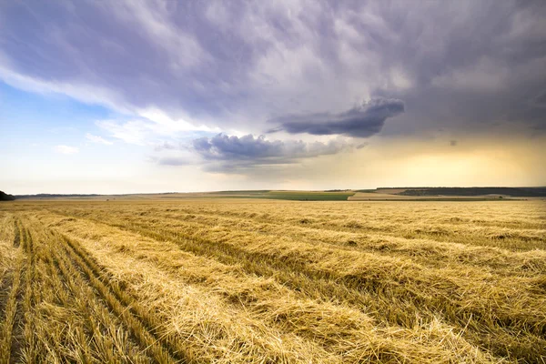 Golden hvede felt med blå storm himmel i baggrunden før regn - Stock-foto