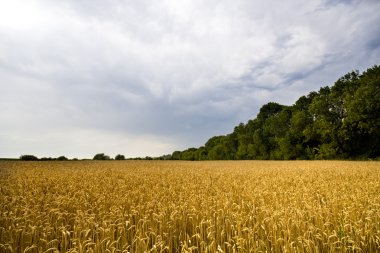 Mavi fırtına gökyüzü yağmur önce arka planda alanıyla altın buğday