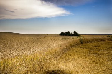 Mavi fırtına gökyüzü yağmur önce arka planda alanıyla altın buğday