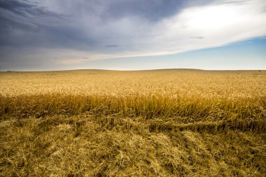Mavi fırtına gökyüzü yağmur önce arka planda alanıyla altın buğday