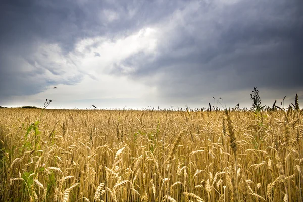 Golden hvede felt med blå storm himmel i baggrunden før regn - Stock-foto