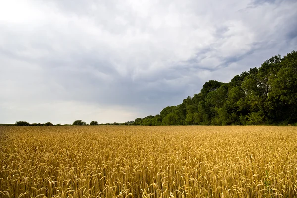 Golden hvede felt med blå storm himmel i baggrunden før regn - Stock-foto