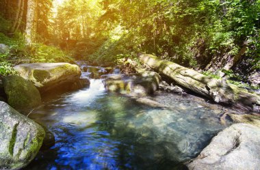 Şelale ormandaki derin moss, temiz ve taze Karpatlar, Ukrayna.