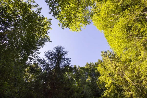 Пышные зеленые листья, березы и ясное небо в лесу — стоковое фото