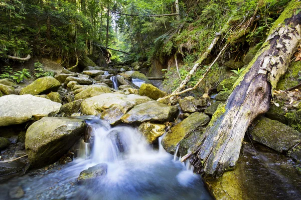 Cascada en bosque de musgo profundo, limpia y fresca en Cárpatos, Ucrania . —  Fotos de Stock