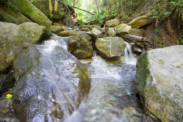 Río de montaña que fluye a través del profundo bosque verde musgo — Foto de Stock