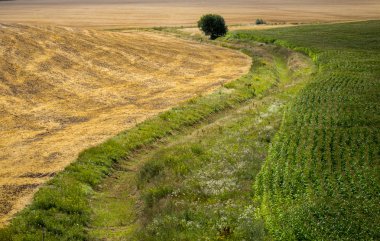 Arka planda mavi gökyüzü ile altın yeşil Mısır ve buğday alanı
