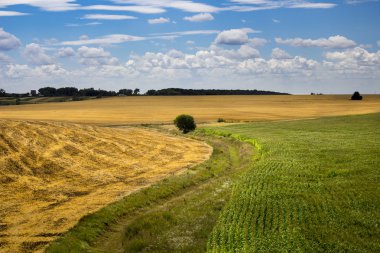 Arka planda mavi gökyüzü ile altın yeşil Mısır ve buğday alanı