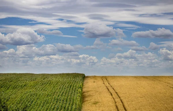 Golden hvede og grønne majs felt med blå himmel i baggrunden - Stock-foto